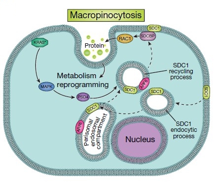 Syndecan 1 in nmacropinocytosis